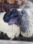 Коч ,големи  мъжки  агнета и шилета, снимка 1 - Овце - 33432127