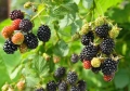 Къпина без бодли (Rubus fruticosus 'Thornfree'), снимка 2