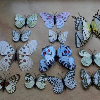 3Д пеперуди за декорация, снимка 6 - Декорация за дома - 32818290