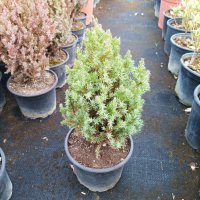 Хвойна Стрикта, Juniperus Stricta!!!, снимка 9 - Градински цветя и растения - 39272499