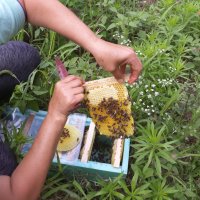 Пчелни майки, отводки и кошери по програмите 2024 ( - 10% ), снимка 6 - За пчели - 43931137