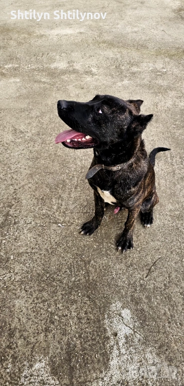 КанеКорсо x Алабай , снимка 1