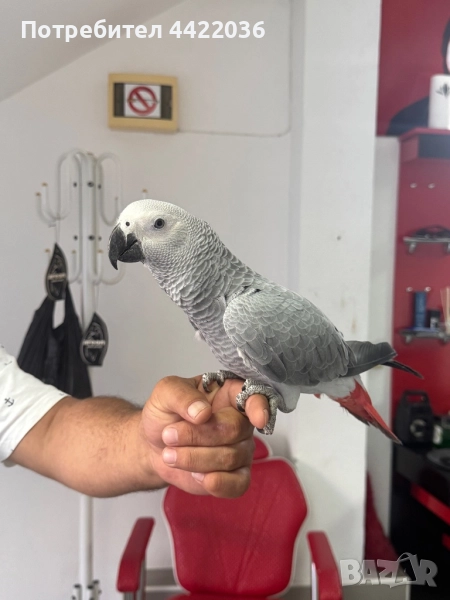 Продава се Африкански сив папагал ЖАКО , снимка 1