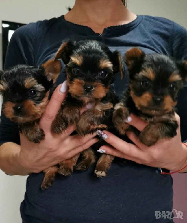 Йоркширски териер , снимка 1