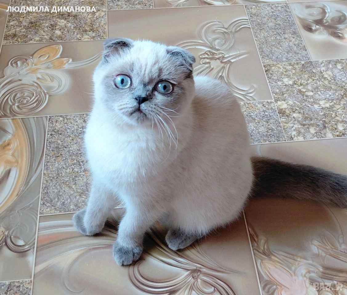 Шотландско момиче със сини очи , снимка 1