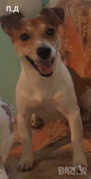 ПОДАРЯВА СЕ ДЖАК РЪСЕЛ НА 5 ГОДИНКИ , снимка 1