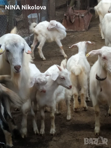 Продавам козлета и агнета, снимка 1