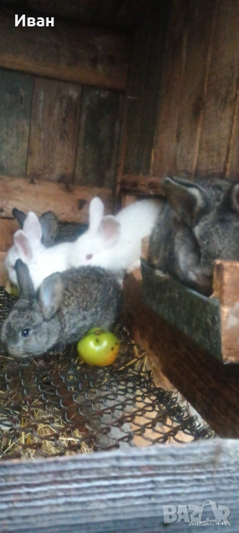 Малки великанчета, снимка 1