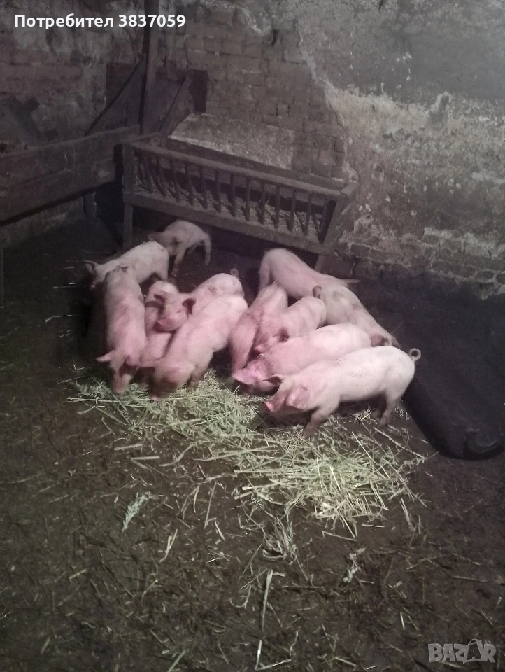 Продавам малки прасета , снимка 1