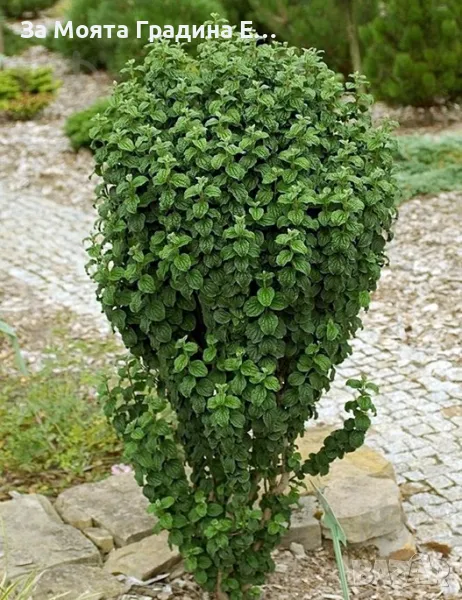 Дрян , снимка 1