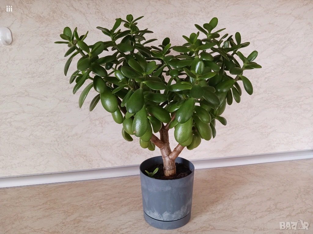 Дърво на живота - Красула - Дърво на парите, снимка 1