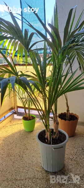 Палма Кенция и Арека , снимка 1