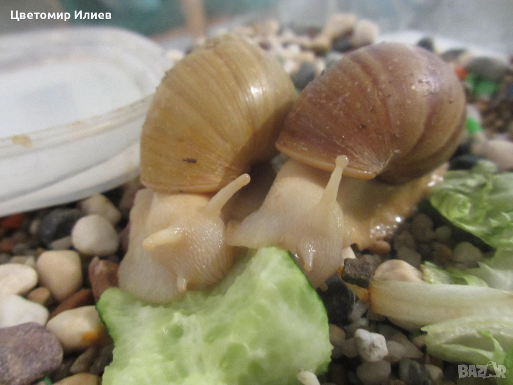 Гигантски Африкански охлюви, снимка 1