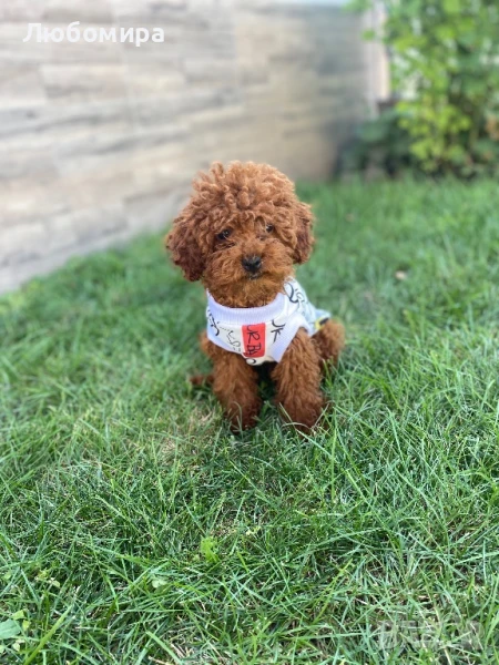 Той пудел/toy puddle , снимка 1