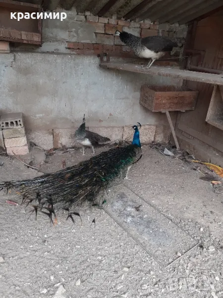 Пауни , снимка 1