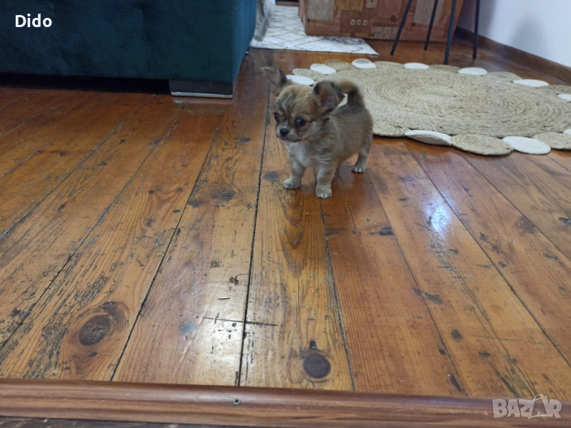 Продавам мъжко чихуахуа, снимка 1