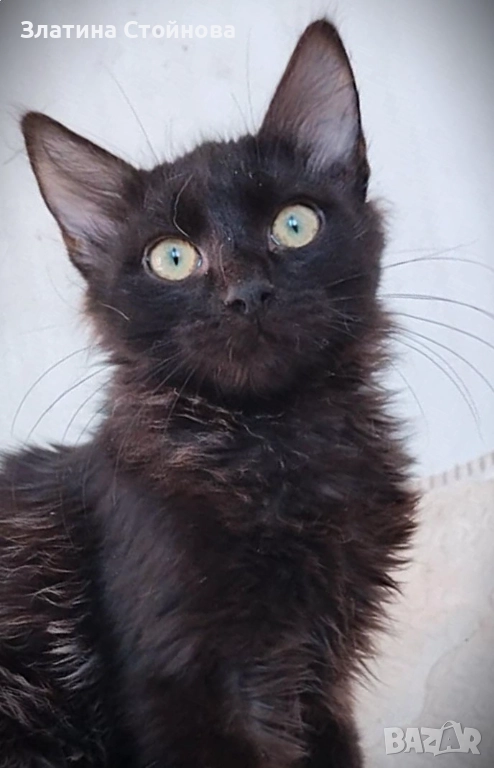 Таласъмчо търси любящи стопани и семейство, снимка 1