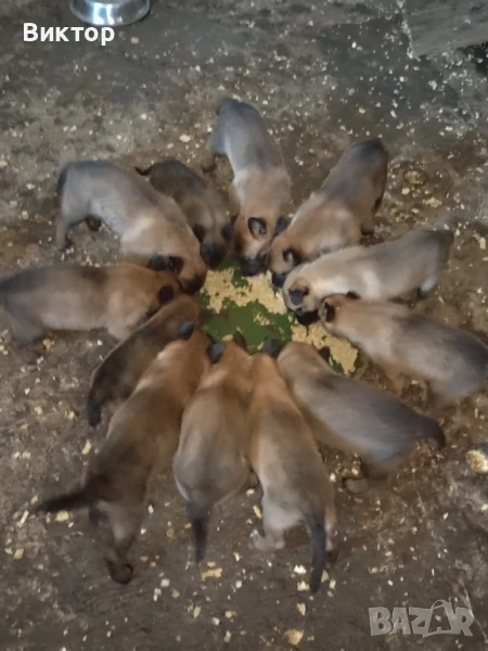 Кученца порода белгийска овчарка / малиноа, снимка 1