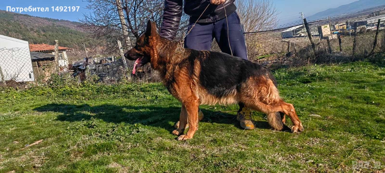 Сръбско мъжко куче немска овчарка за разплод със всички документи., снимка 1