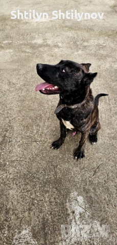 КанеКорсо x Алабай 