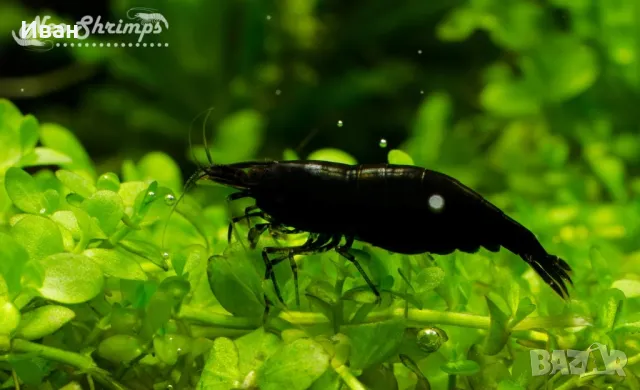 Black Rose Аквариумни скариди 