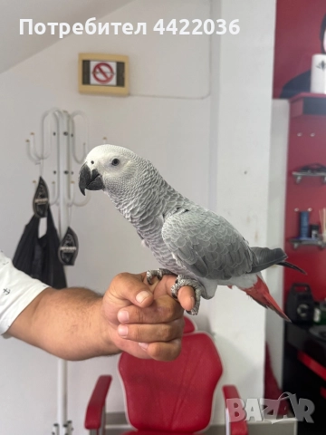 Продава се Африкански сив папагал ЖАКО , снимка 1