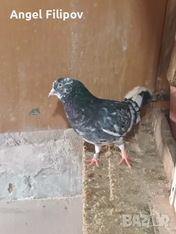 Пазарджишки гълъби, снимка 9 - Гълъби - 29897833