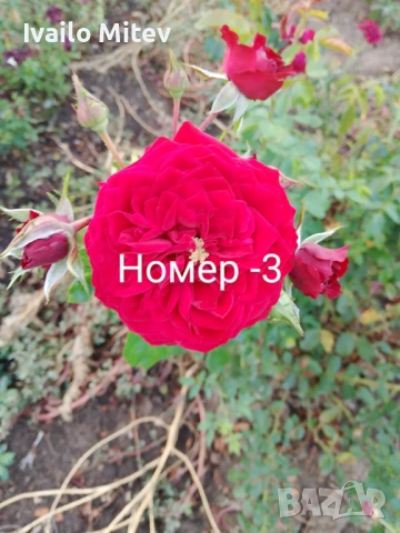 Щамбови рози , снимка 4 - Градински цветя и растения - 53076354