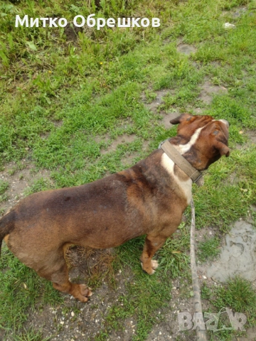 Подарявам американски булдог, снимка 3 - Други - 52648241