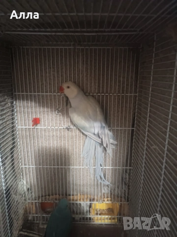 Виолетов малък Александр, женска, 2 години, социална