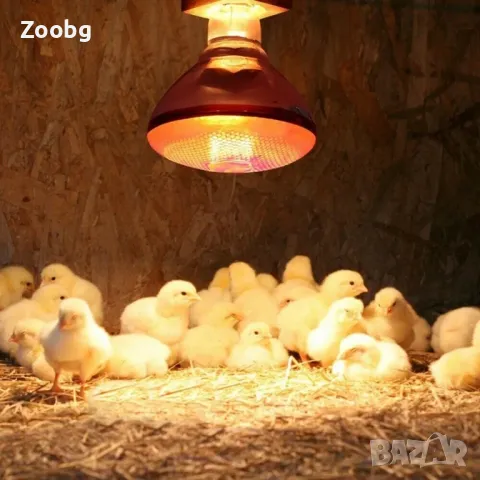 инфрачервена лампа за пилета и други животни