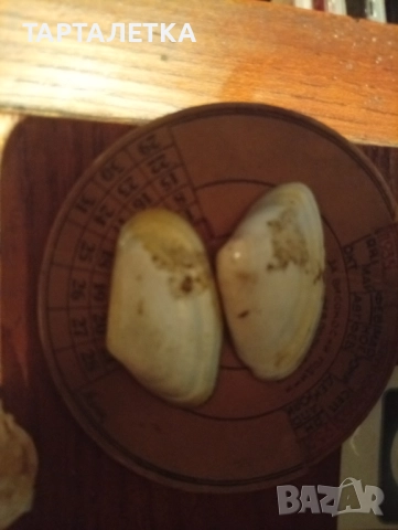 Мидени черипки рисувани, снимка 2 - Картини - 51618286