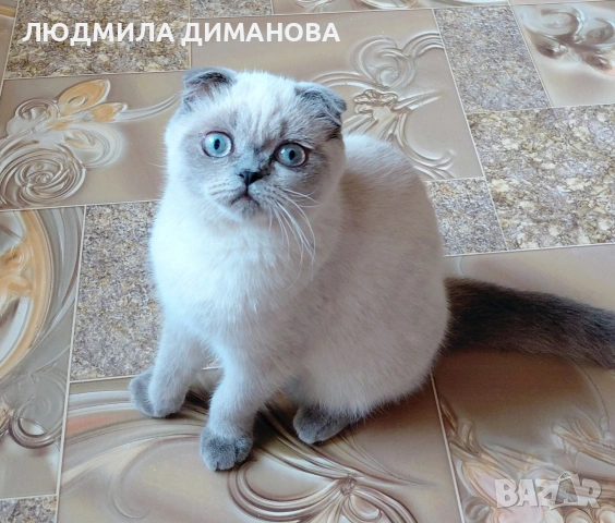 Шотландско момиче със сини очи 