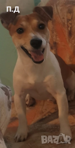 ПОДАРЯВА СЕ ДЖАК РЪСЕЛ НА 5 ГОДИНКИ 