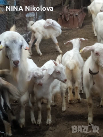 Продавам козлета и агнета, снимка 1