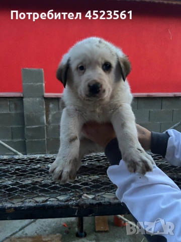 Сао-Алабай, снимка 8 - Алабай - 53023409