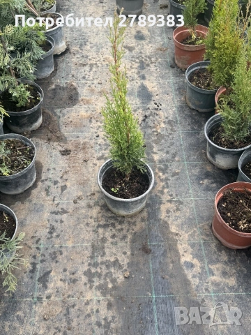 Кипарис тотем, снимка 2 - Градински цветя и растения - 53444035