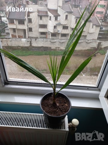 Палма Трахикарпус, снимка 7 - Градински цветя и растения - 37513137