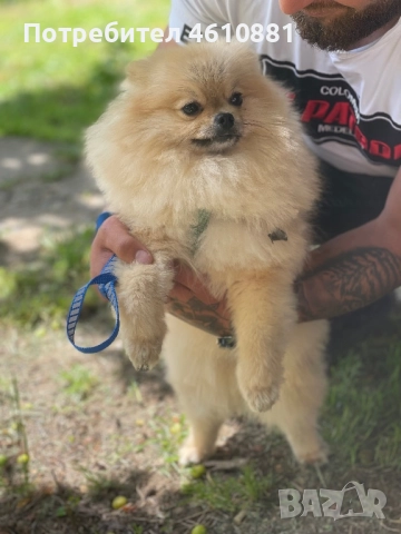 Мъжки Померан - Разплод , снимка 4 - Померан - 51921531