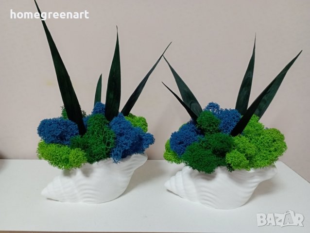 Малки керамични кашпи Раковина със скандинавски мъх, снимка 9 - Декорация за дома - 36512001