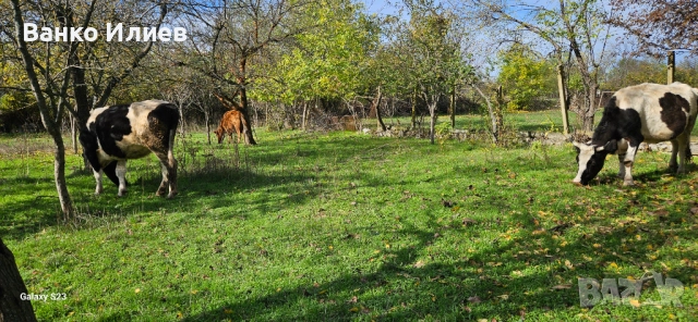 Свободни 6 редовни крави , снимка 9 - Крави - 52412161