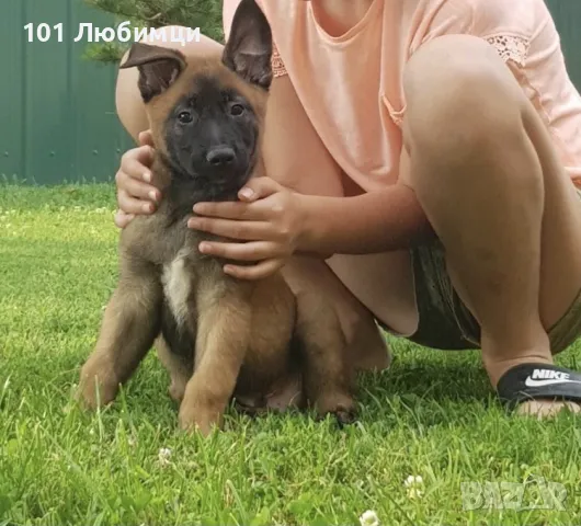 Белгийска овчарка -Малино, снимка 3 - Белгийска овчарка - 47450265