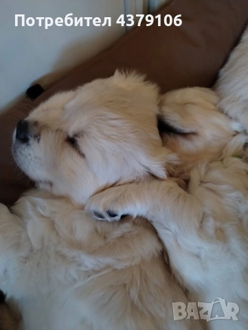 Голдън ретривър момче родословен баща, снимка 6 - Голдън ретривър - 53036033