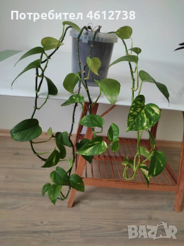 Алое Вера,сциндапсус,драцена,традесканция и хлорофитум, снимка 2 - Стайни растения - 53375558