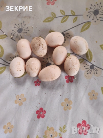 Продавам Домашни Оплодени Яйца от ШАБО, снимка 5 - Кокошки и пуйки - 53608373