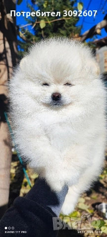 Померан момче, снимка 3 - Померан - 52531353