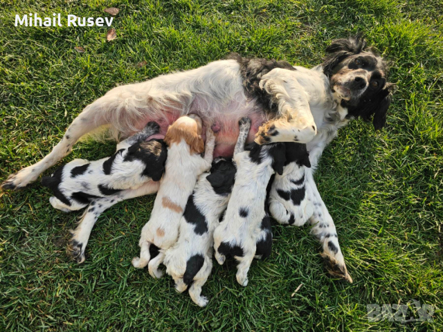 Епаньол бретон, снимка 4 - Бретон шпаньол - 52899215