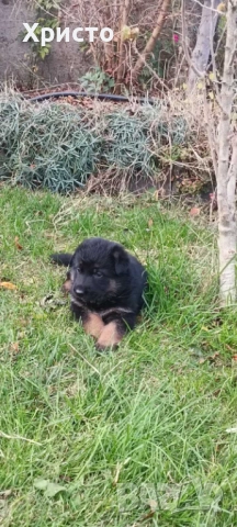 Малки немски овчарки, снимка 3 - Немска овчарка - 52557703