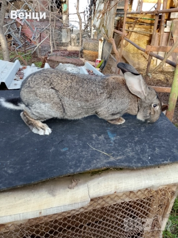 Продавам мъжки заек , снимка 4 - Други - 52798017