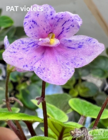 Saintpaulia Сейнтполия Сентполия African Violet Aфриканска теменужка стайна теменужка Фiалка, снимка 5 - Стайни растения - 50025772
